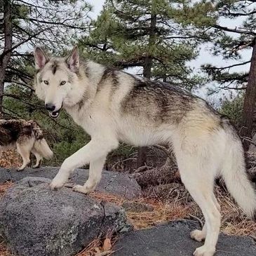Find Your Forever Friend at Lake Tahoe Wolf Rescue